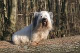 SKYE TERRIER 023